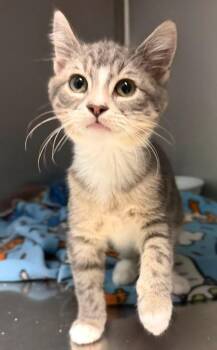 New Mexico -  Domestic Short Hair Cat for Adoption in Columbus, Nebraska - New Mexico | PetCurious