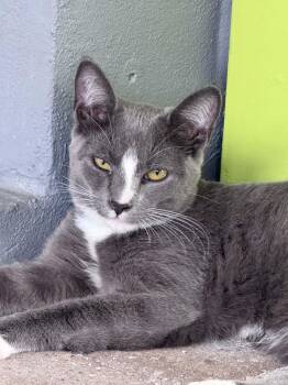 Wally -  Domestic Short Hair Cat for Adoption - Wally | PetCurious