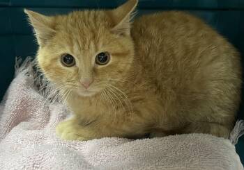 Domestic Short Hair and Tabby Cats Available for Adoption - Pinky | PetCurious