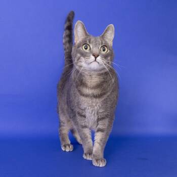 Domestic Short Hair Cats Available for Adoption - Abraham | PetCurious