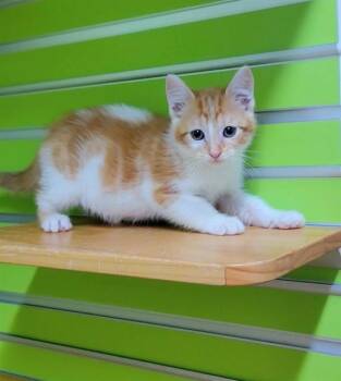 RADLEY -  Domestic Short Hair Cat for Adoption in St. Peters, Missouri - RADLEY | PetCurious