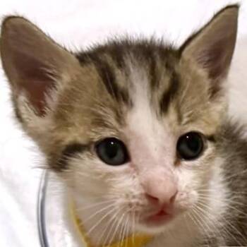 Domestic Short Hair Cats Available for Adoption in Austin, Texas - Baby Buster 17 | PetCurious