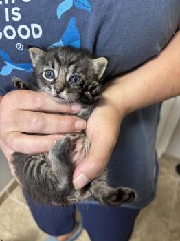Boogie -  Domestic Short Hair Cat for Adoption in Salinas, California - Boogie | PetCurious