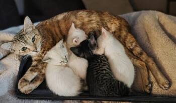 Domestic Short Hair Cats Available for Adoption in Jackson, Mississippi - Kittens | PetCurious