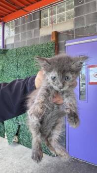 61126580 -  Domestic Short Hair Cat for Adoption in El Paso, Texas - 61126580 | PetCurious