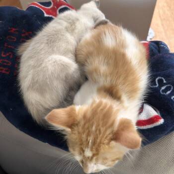 Coriander -  Domestic Medium Hair and Domestic Short Hair Cat for Adoption in Woodinville, Washington - Coriander | PetCurious