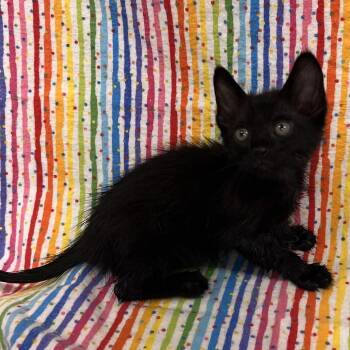 Domestic Short Hair Cats Available for Adoption in Folsom, Louisiana - Tofu | PetCurious