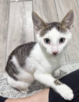 Nougat -  Domestic Short Hair Cat for Adoption in Scranton, Pennsylvania - Nougat | PetCurious