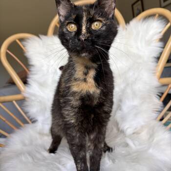 Iris -  Domestic Short Hair Cat for Adoption in Lima, Ohio - Iris | PetCurious