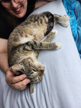 Merci -  Tabby Cat for Adoption in Columbia, South Carolina - Merci | PetCurious