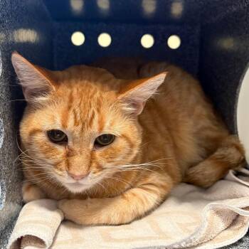 Boba JD -  Domestic Short Hair Cat for Adoption in Pasadena, California - Boba JD | PetCurious