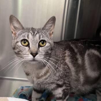 Domestic Short Hair Cats Available for Adoption in Washburn, Missouri - Catamari | PetCurious