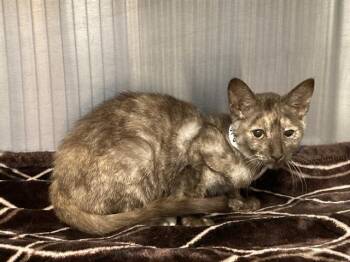 AMBER -  Domestic Short Hair Cat for Adoption in Tustin, California - AMBER | PetCurious