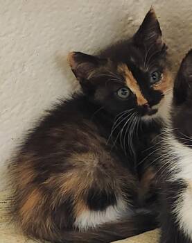 BRIOCHE -  Domestic Short Hair Cat for Adoption in Hagerstown, Maryland - BRIOCHE | PetCurious