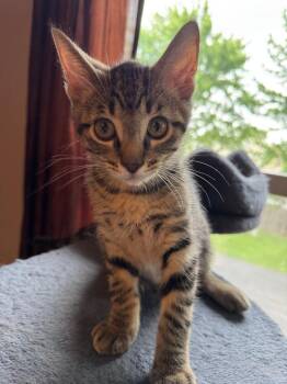 Domestic Short Hair Cats Available for Adoption in Mokena, Illinois - Neptune | PetCurious