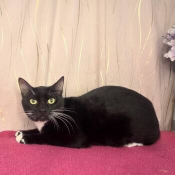 Veil -  Domestic Short Hair Cat for Adoption in Long Beach, Mississippi - Veil | PetCurious