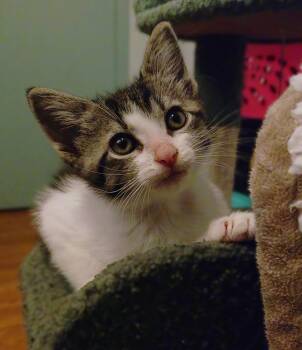Heath (PG5 Litter) -  Domestic Short Hair Cat for Adoption in Baltimore, Maryland - Heath (PG5 Litter) | PetCurious