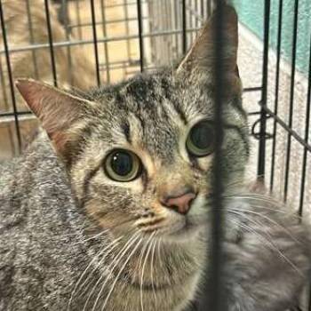 Domestic Short Hair Cats Available for Adoption in Gadsden, Alabama - Tidmore Mom | PetCurious