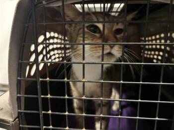 SHIRLEY -  Domestic Short Hair Cat Available for Adoption in Ocala, Florida - SHIRLEY | PetCurious