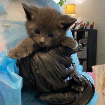 Domestic Short Hair Cats Available for Adoption in Los Angeles, California - Tony Stark | PetCurious