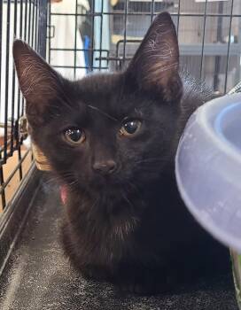 Archer -  Domestic Short Hair Cat for Adoption in Portland, Indiana - Archer | PetCurious