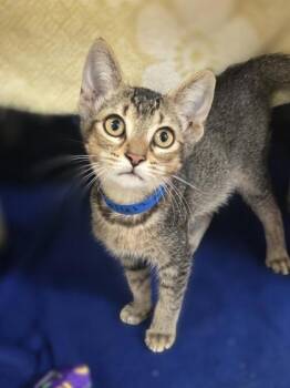 Pop Tart -  Domestic Short Hair Cat for Adoption in Westland, Michigan - Pop Tart | PetCurious