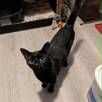 Truffle -  Domestic Short Hair Cat for Adoption in Bellmawr, New Jersey - Truffle | PetCurious
