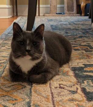 Rescue Domestic Short Hair Cats for Adoption in Mount Laurel Township, New Jersey - Chrome | PetCurious