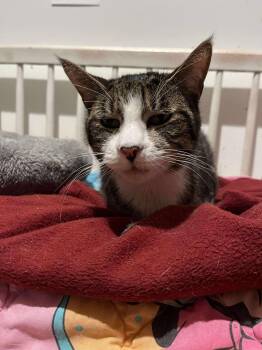 Rescue Tabby Cats for Adoption in Huntington, New York - Anton (senior Lap Cat) | PetCurious