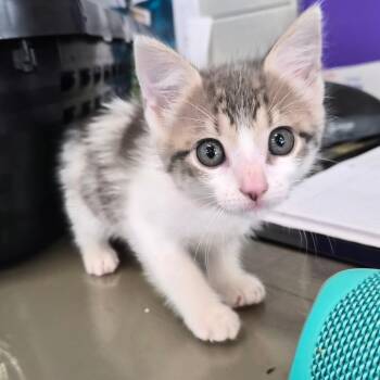 Domestic Short Hair Cats Available for Adoption in Montgomery, Alabama - Lydia | PetCurious