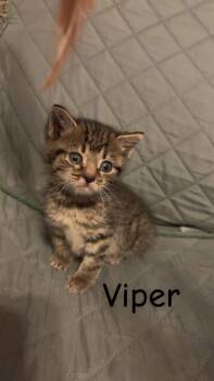 Viper -  Domestic Short Hair Cat for Adoption in New Cumberland, West Virginia - Viper | PetCurious