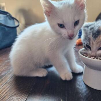 Tajin -  Domestic Short Hair Cat Available for Adoption in Normal, Illinois - Tajin | PetCurious