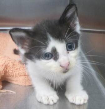 Toby -  Domestic Short Hair Cat for Adoption in Lafayette, Louisiana - Toby | PetCurious