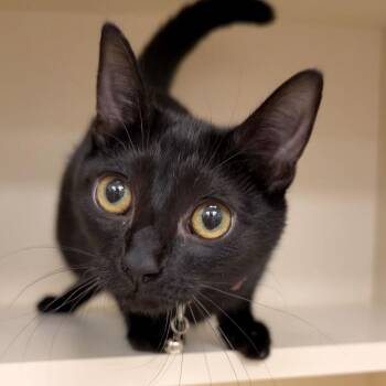 Sabrina -  Domestic Short Hair Cat for Adoption in Wilmington, Delaware - Sabrina | PetCurious
