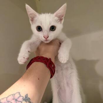 Domestic Short Hair Cats Available for Adoption in Port Charlotte, Florida - Lily | PetCurious