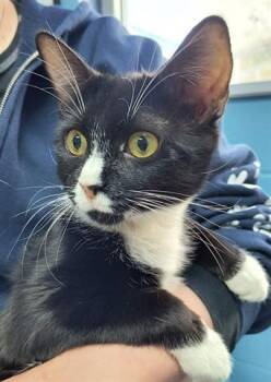 Rescue Domestic Short Hair Cats for Adoption in Canfield, Ohio - PRECIOUS | PetCurious