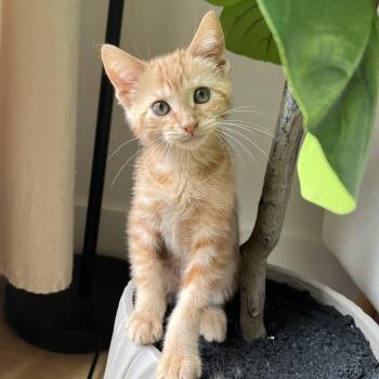 Oliver -  Domestic Medium Hair Cat for Adoption in Satsuma, Alabama - Oliver | PetCurious