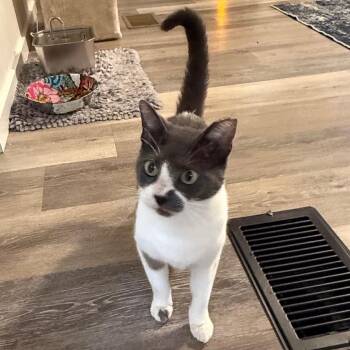 MOONLIGHT -  Domestic Short Hair Cat for Adoption in Titusville, Florida - MOONLIGHT | PetCurious