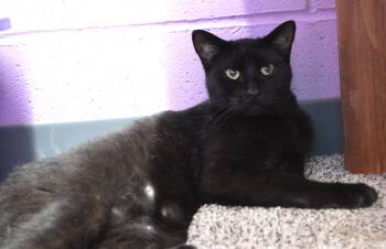 The Empress -  Domestic Short Hair Cat for Adoption - The Empress | PetCurious