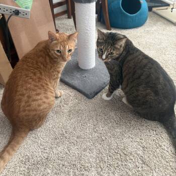 Sam & Romeo [Courtesy Post] -  Domestic Short Hair Cat for Adoption in Puyallup, Washington - Sam & Romeo [Courtesy Post] | PetCurious