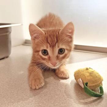 Domestic Short Hair Cats Available for Adoption in Hailey, Idaho - Red Beard | PetCurious
