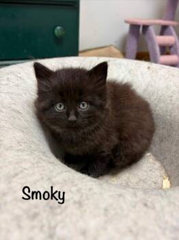 Smoky -  Domestic Long Hair Cat for Adoption in Hamilton, Ohio - Smoky | PetCurious