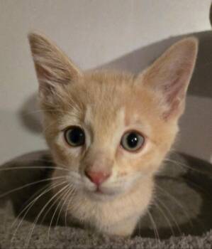 Mimosa -  Domestic Short Hair Cat for Adoption in Lincoln, Nebraska - Mimosa | PetCurious