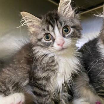 Kevin -  Domestic Long Hair Cat for Adoption in Dayton, Ohio - Kevin | PetCurious