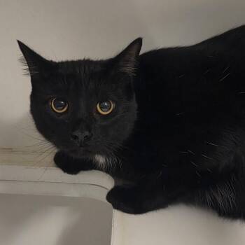 Rhea Ripley -  Domestic Short Hair Cat for Adoption in Oak Brook, Illinois - Rhea Ripley | PetCurious