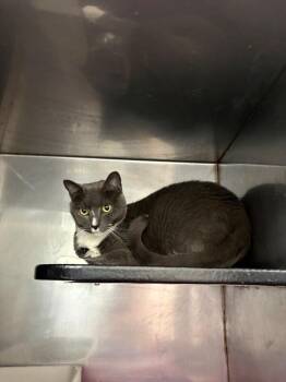Goose -  Domestic Short Hair Cat for Adoption in Burgaw, North Carolina - Goose | PetCurious