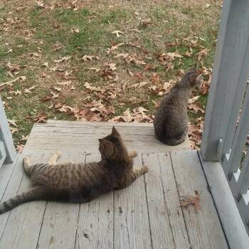Domestic Short Hair Cats Available for Adoption in Roanoke, Virginia - Spencer | PetCurious