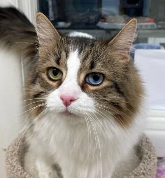 Domestic Long Hair Cats Available for Adoption in Norton, Massachusetts - Maxx | PetCurious