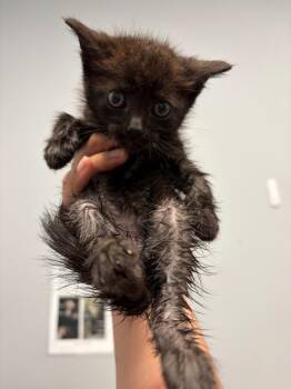 Bee Balm -  Domestic Short Hair Cat for Adoption in Bloomington, Indiana - Bee Balm | PetCurious