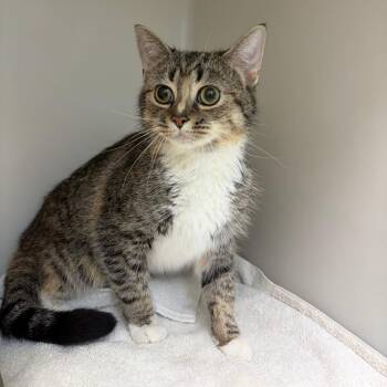 Blossom -  Domestic Medium Hair Cat for Adoption in Harrisonburg, Virginia - Blossom | PetCurious
